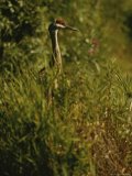 A Close View of Wind Rustled Maiden Grass Prints - A Close View of a Sandhill Crane Standing in Tall Grasses by Raymond Gehman