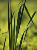A Close View of Wind Rustled Maiden Grass Prints - A Close View of Cattail Plants Growing on The Susquehanna River by Raymond Gehman