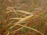 A Close View of Wind Rustled Maiden Grass Prints - A Close View of Raindrops on The Meadow Grass by Raymond Gehman