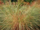 A Close View of Wind Rustled Maiden Grass Prints - A Close View of Wind Rustled Maiden Grass by Raymond Gehman