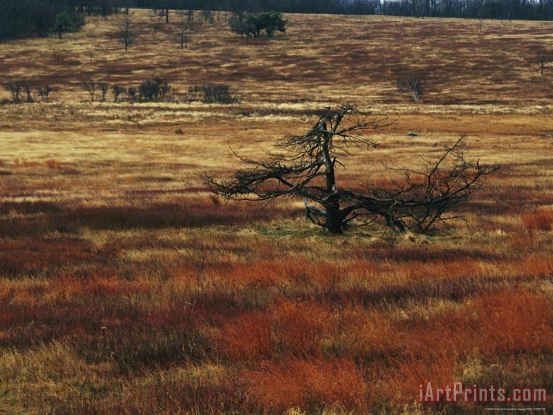 A Dead Tree And Sedges in a Meadow painting - Raymond Gehman A Dead Tree And Sedges in a Meadow Art Print