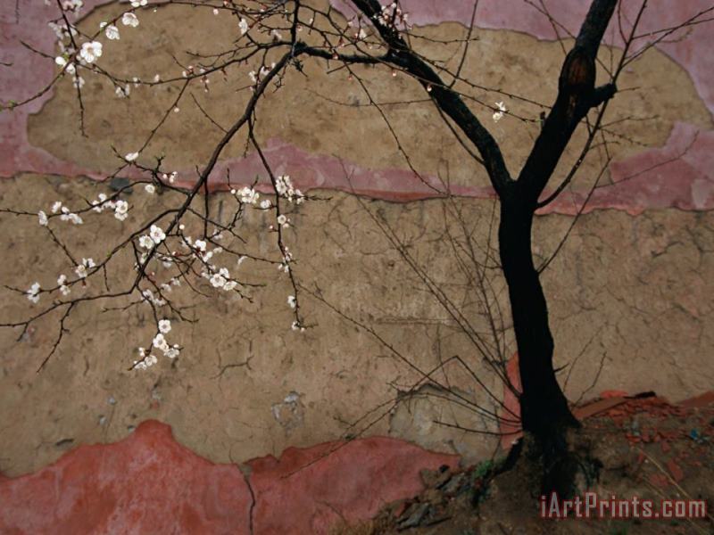 Raymond Gehman A Flowering Plum Tree Against a Wall Near Art Painting