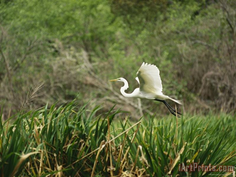 A Great Egret Casmerodius Albus Flying Over Tall Grasses painting - Raymond Gehman A Great Egret Casmerodius Albus Flying Over Tall Grasses Art Print