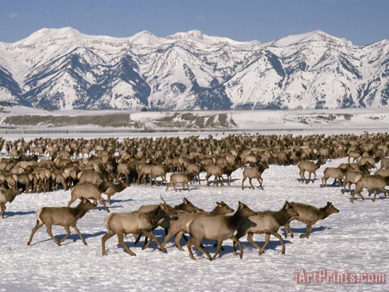 Raymond Gehman A Herd of Elk Moving Through The Snow Covered Rangeland of The National Elk Refuge Art Painting