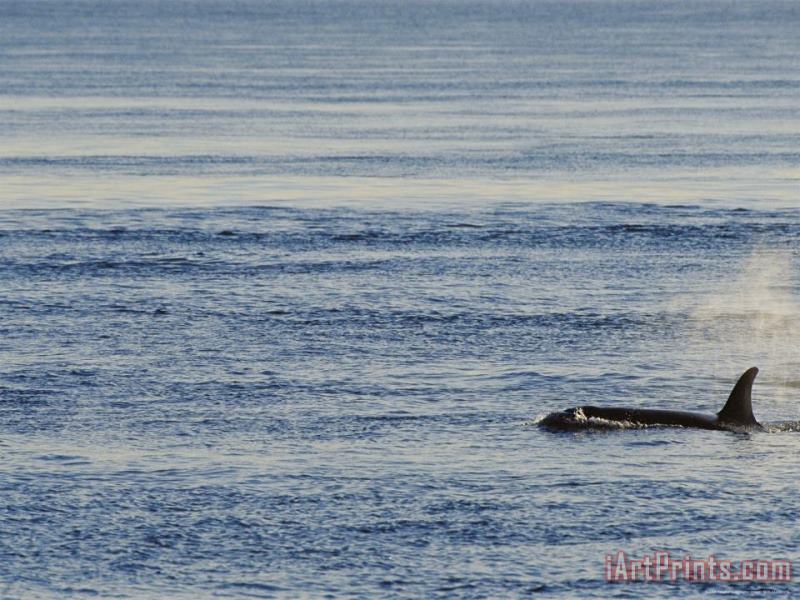 Raymond Gehman A Killer Whale Orcinus Orca Swims Through Placid Water Art Print