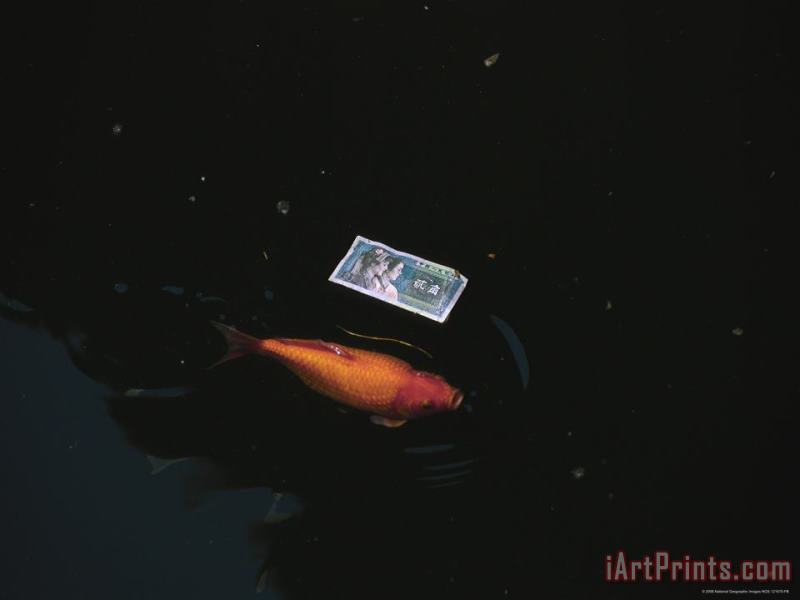 Raymond Gehman A Koi Fish And Chinese Currency in a Pond at The Temple of Heaven Art Print