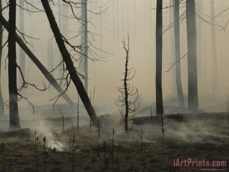 A Lodgepole Pine Forest Smoulders Following a Fire painting - Raymond Gehman A Lodgepole Pine Forest Smoulders Following a Fire Art Print