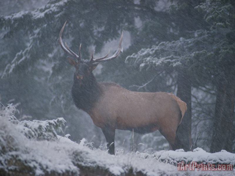 A Magnificent Bull Elk Stands Amidst The Snow painting - Raymond Gehman A Magnificent Bull Elk Stands Amidst The Snow Art Print