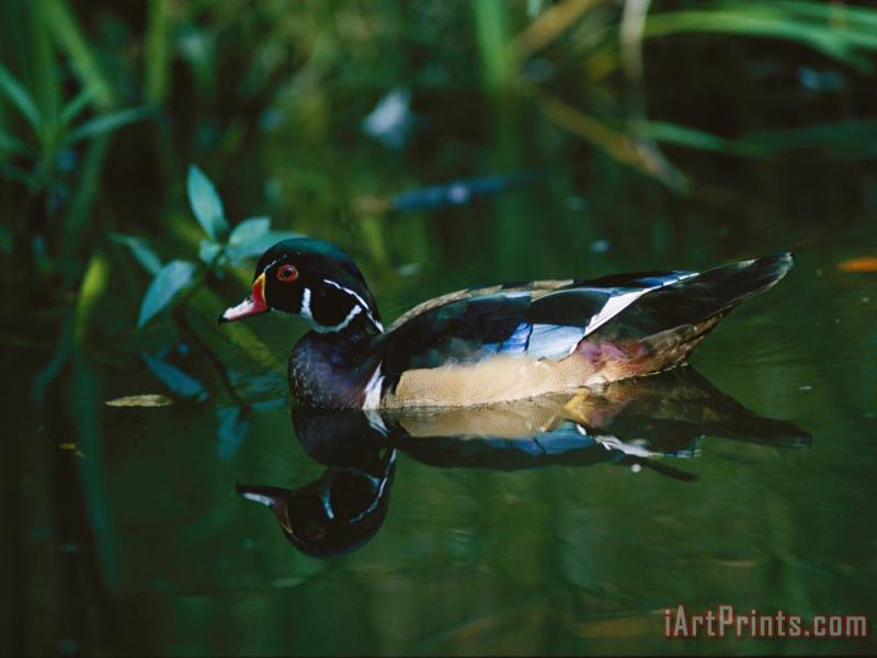 A Male Wood Duck Makes Its Home in The Wildlife Park at Brookgreen Gardens in South Carolina painting - Raymond Gehman A Male Wood Duck Makes Its Home in The Wildlife Park at Brookgreen Gardens in South Carolina Art Print
