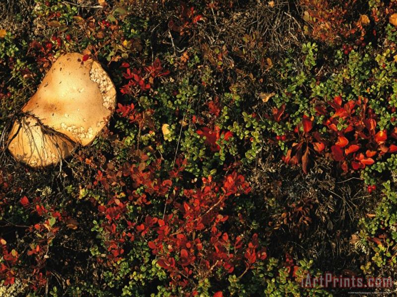 Raymond Gehman A Mushroom Grows Next to a Cranberry Bush Art Painting