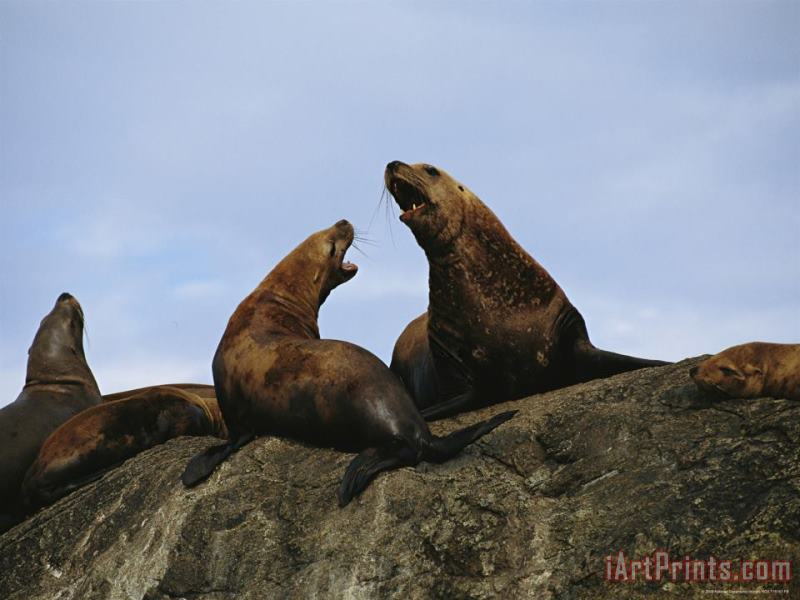 A Stellar Sea Lion Bull And Cow Communicate with One Another painting - Raymond Gehman A Stellar Sea Lion Bull And Cow Communicate with One Another Art Print