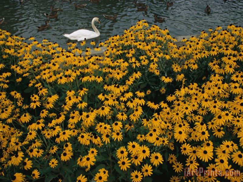 Raymond Gehman A Swan Swims Past a Beautiful Flower Bed Art Painting