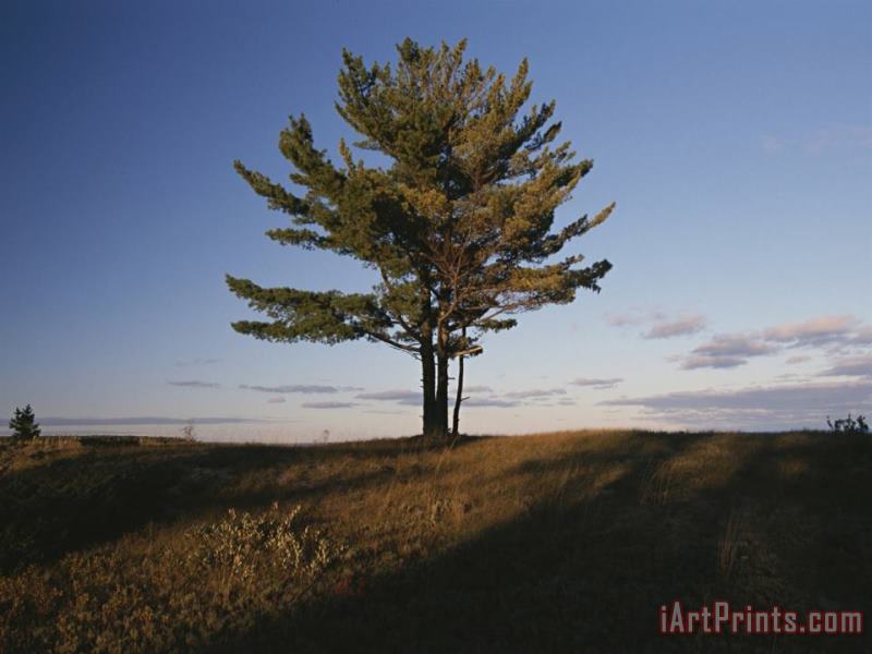 Raymond Gehman A Tree Stands Alone in The Twilight Art Painting