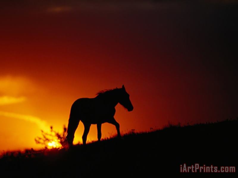 A View of a Wild Horse Silhouetted by The Setting Sun painting - Raymond Gehman A View of a Wild Horse Silhouetted by The Setting Sun Art Print
