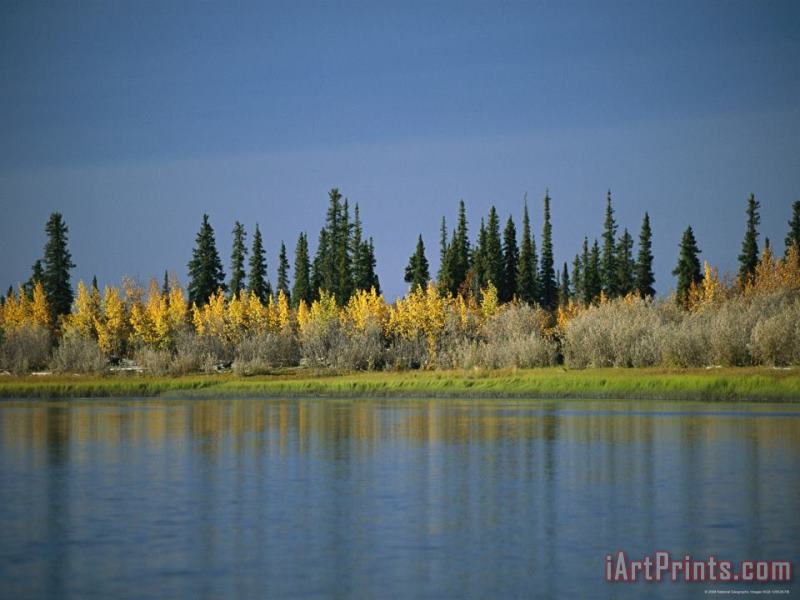 Raymond Gehman Afternoon Sunlight Highlights The Autumn Colors of Birch Trees Art Painting