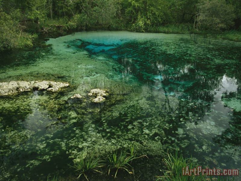 Raymond Gehman Algae Bloom in a Woodland Pond Or Marsh Art Painting
