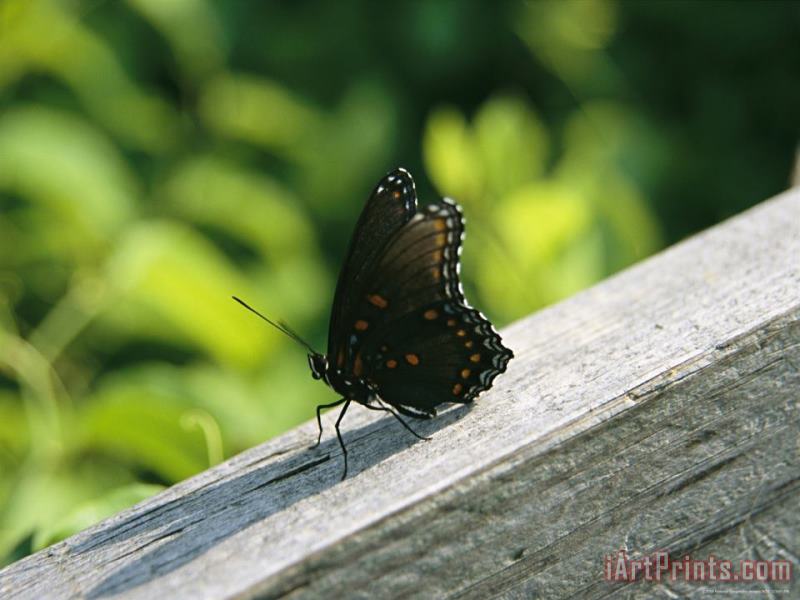 Raymond Gehman An Admiral Butterfly Perched on a Fence Post Art Painting