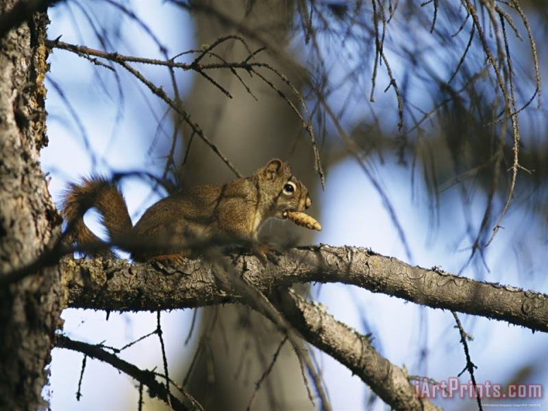 Raymond Gehman An Arboreal Red Squirrel Perches on a Tree Branch While Eating a Pine Nut Art Print
