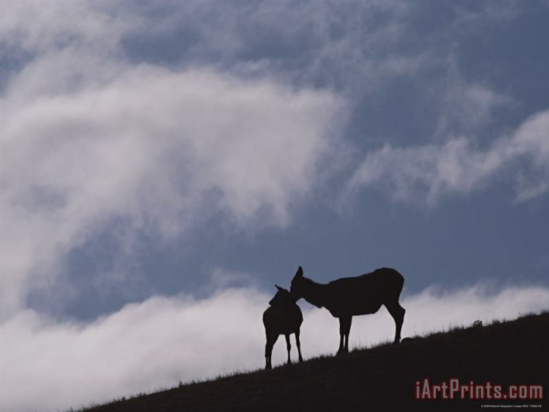 An Elk Cow And Her Calf Silhouetted on a Yellowstone Hillside painting - Raymond Gehman An Elk Cow And Her Calf Silhouetted on a Yellowstone Hillside Art Print