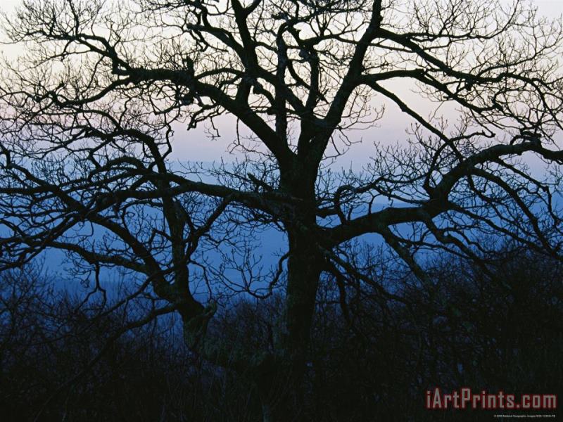 Raymond Gehman An Oak Tree in Silhouette in The Shenandoah Valley Art Print