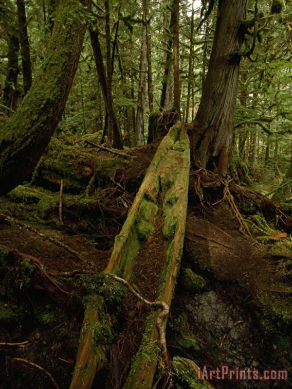 Raymond Gehman An Old Haida Cedar Canoe Found in The Forest Art Painting