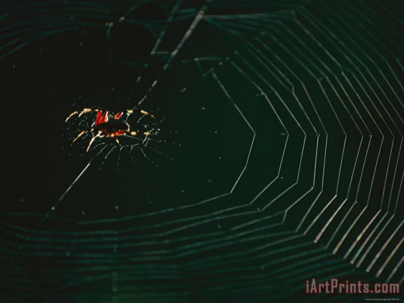 An Orb Weaver Spider And Its Web Sparkle in The Sunshine painting - Raymond Gehman An Orb Weaver Spider And Its Web Sparkle in The Sunshine Art Print