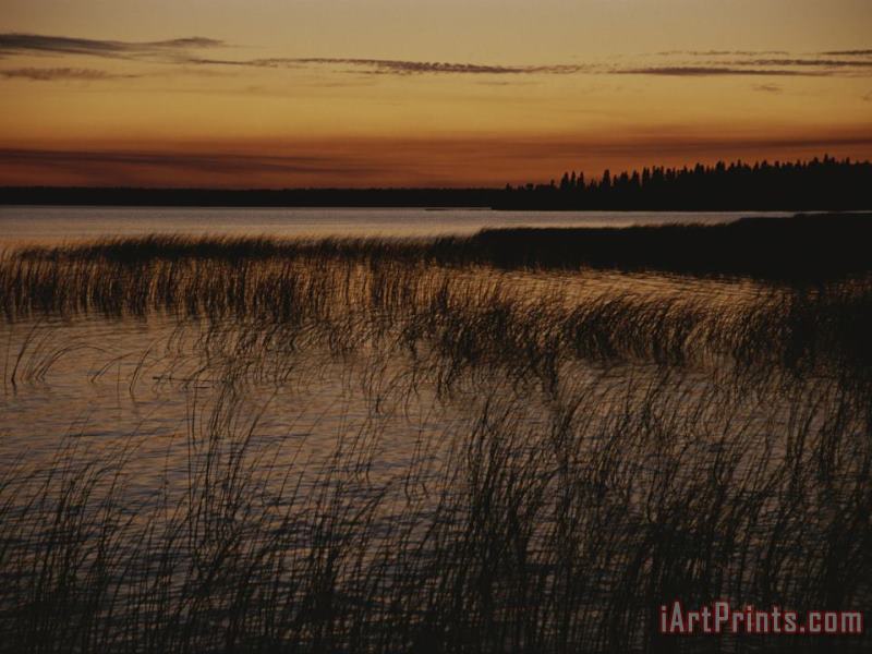 Raymond Gehman Aquatic Grasses And Trees Are Silhouetted at Twilight in This Lake Art Print