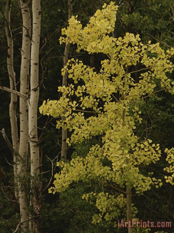 Aspens Stand Tall in This Woodlands View painting - Raymond Gehman Aspens Stand Tall in This Woodlands View Art Print