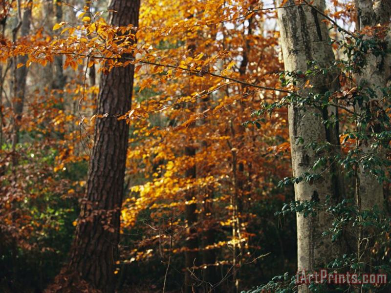 Autumn Colored Beech Trees Holly And Pine in Upland Hardwood Forest painting - Raymond Gehman Autumn Colored Beech Trees Holly And Pine in Upland Hardwood Forest Art Print