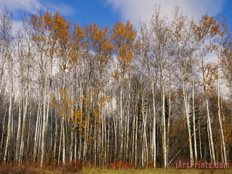 Autumn Colors Are Displayed in a Stand of Aspen Trees painting - Raymond Gehman Autumn Colors Are Displayed in a Stand of Aspen Trees Art Print