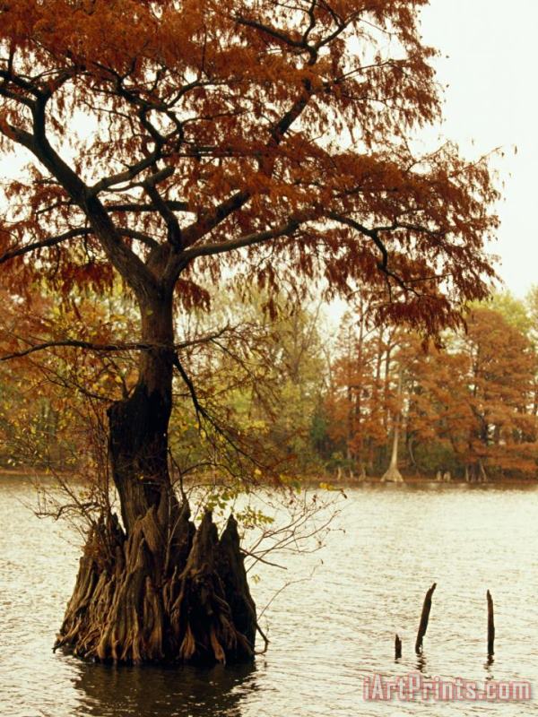 Raymond Gehman Autumn View of a Bald Cypress Tree Growing in Water Art Painting