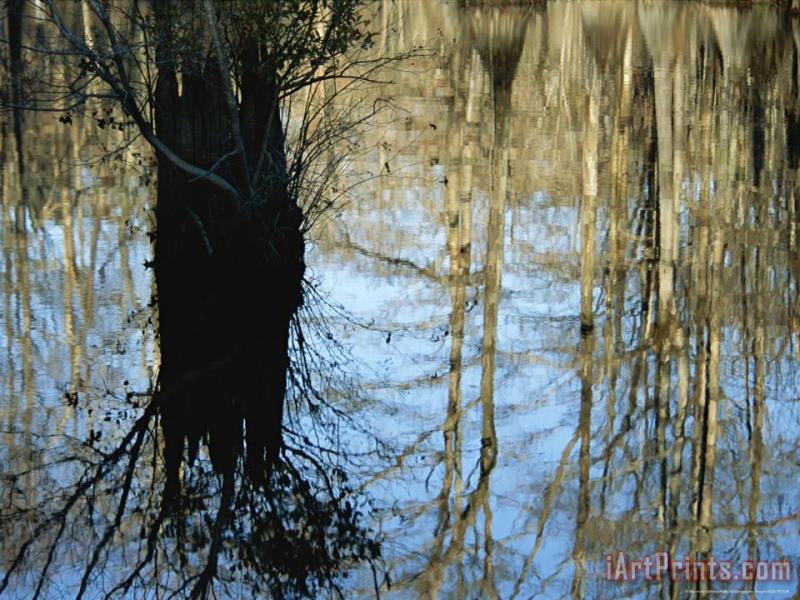 Bald Cypress Tree And Reflections in a Swampy Woodland painting - Raymond Gehman Bald Cypress Tree And Reflections in a Swampy Woodland Art Print