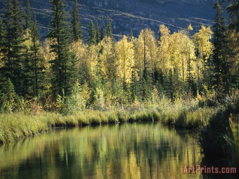 Birch And Spruce Trees Are Reflected in Cli Lake painting - Raymond Gehman Birch And Spruce Trees Are Reflected in Cli Lake Art Print
