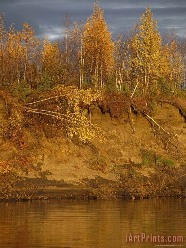 Birch Trees Topple Into The Mackenzie River Due to Erosion painting - Raymond Gehman Birch Trees Topple Into The Mackenzie River Due to Erosion Art Print
