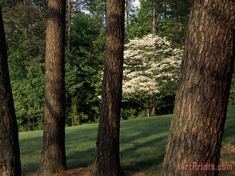 Raymond Gehman Blooming Dogwood Tree Among Pine Trees Art Print