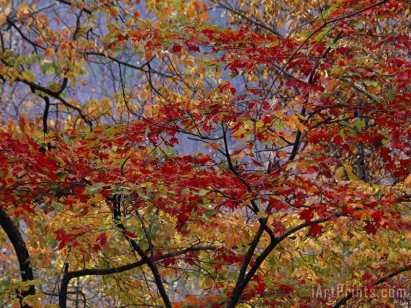 Branches of Red Maple Tree Weave a Colorful Fall Tapestry painting - Raymond Gehman Branches of Red Maple Tree Weave a Colorful Fall Tapestry Art Print
