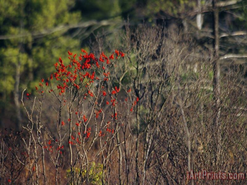 Bright Red Berries of The Serviceberry Bush Brighten a Swamp Habitat painting - Raymond Gehman Bright Red Berries of The Serviceberry Bush Brighten a Swamp Habitat Art Print