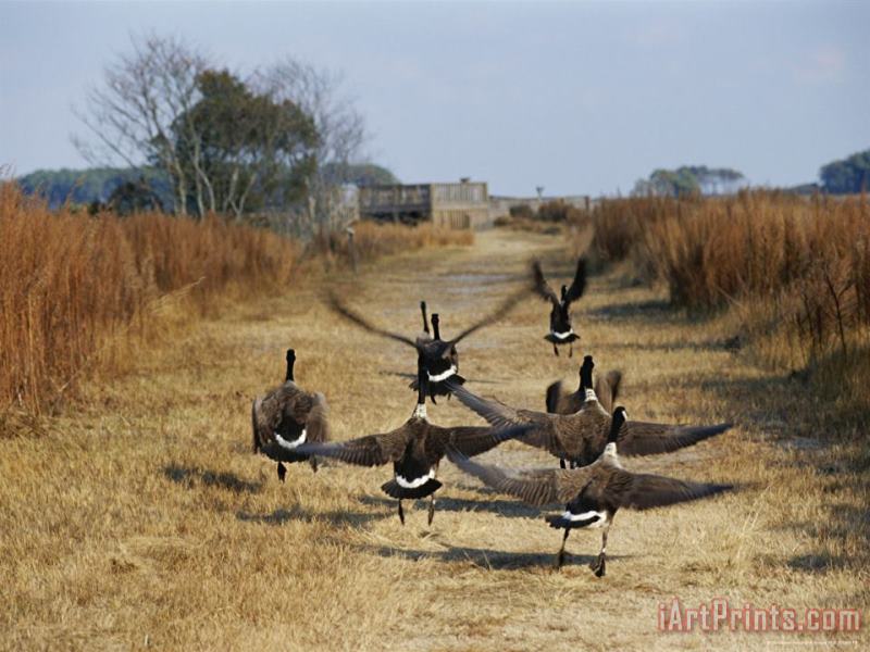 Canada Geese Take Flight Along The Fresh Water Marsh Trail painting - Raymond Gehman Canada Geese Take Flight Along The Fresh Water Marsh Trail Art Print