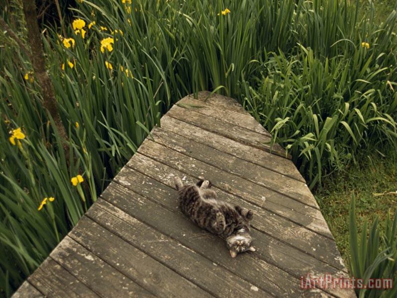 Cat Relaxing on a Wooden Deck Near Yellow Irises in Bloom painting - Raymond Gehman Cat Relaxing on a Wooden Deck Near Yellow Irises in Bloom Art Print