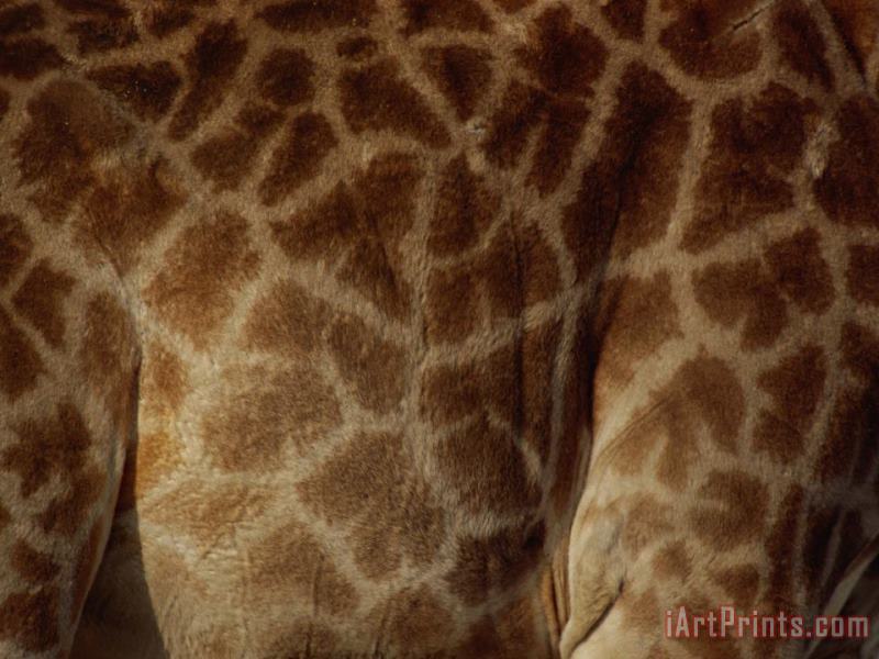 Close Up of The Patterns on a Giraffe painting - Raymond Gehman Close Up of The Patterns on a Giraffe Art Print
