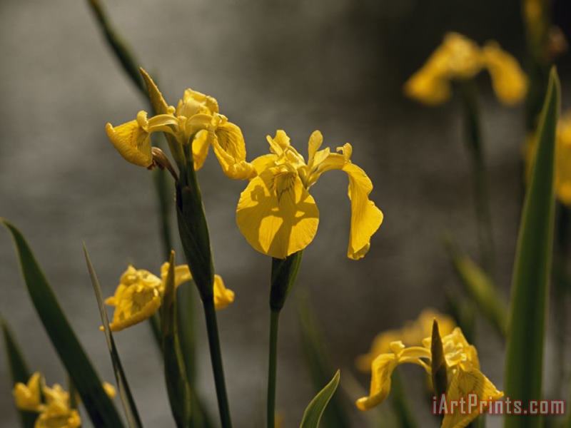 Raymond Gehman Close Up of Yellow Irises in Bloom Art Painting
