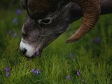 A Close View of Wind Rustled Maiden Grass Prints - Close Up View of a Bighorn Sheep Grazing in Jasper National Park by Raymond Gehman