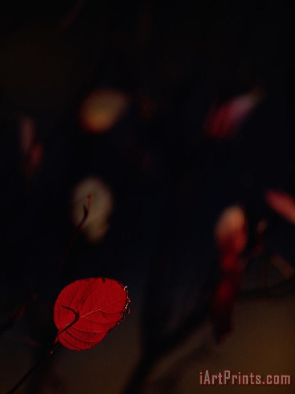 Close Up View of a Red Leaf Hanging on a Branch painting - Raymond Gehman Close Up View of a Red Leaf Hanging on a Branch Art Print