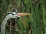 A Close View of Wind Rustled Maiden Grass Prints - Close View of a Great Blue Heron by Raymond Gehman