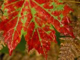 A Close View of Wind Rustled Maiden Grass Prints - Close View of a Red Maple Leaf on Franey Mountain in Cape Breton Highlands National Park by Raymond Gehman