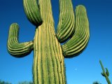 A Close View of Wind Rustled Maiden Grass Prints - Close View of a Saguaro Cactus by Raymond Gehman