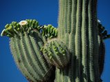 A Close View of Wind Rustled Maiden Grass Prints - Close View of a Saguaro Cactus in Bloom by Raymond Gehman