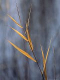 A Close View of Wind Rustled Maiden Grass Prints - Close View of a Stalk of Grass in Grass River Provincial Park by Raymond Gehman