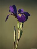 A Close View of Wind Rustled Maiden Grass Prints - Close View of a Wild Blue Flag Iris by Raymond Gehman