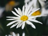 A Close View of Wind Rustled Maiden Grass Prints - Close View of a Wild Daisy by Raymond Gehman